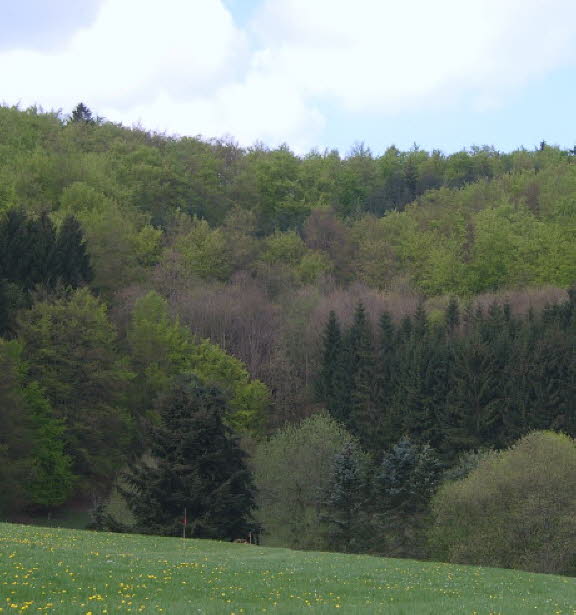 Mais (11)